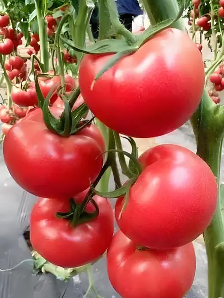 Alas No.9 Hybrid Pink Tomato Seeds