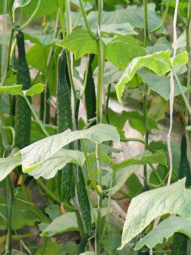 Fuyang Spiny Cucumbers