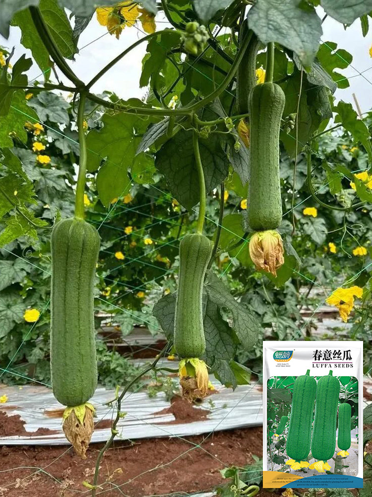 Chunyi Luffa