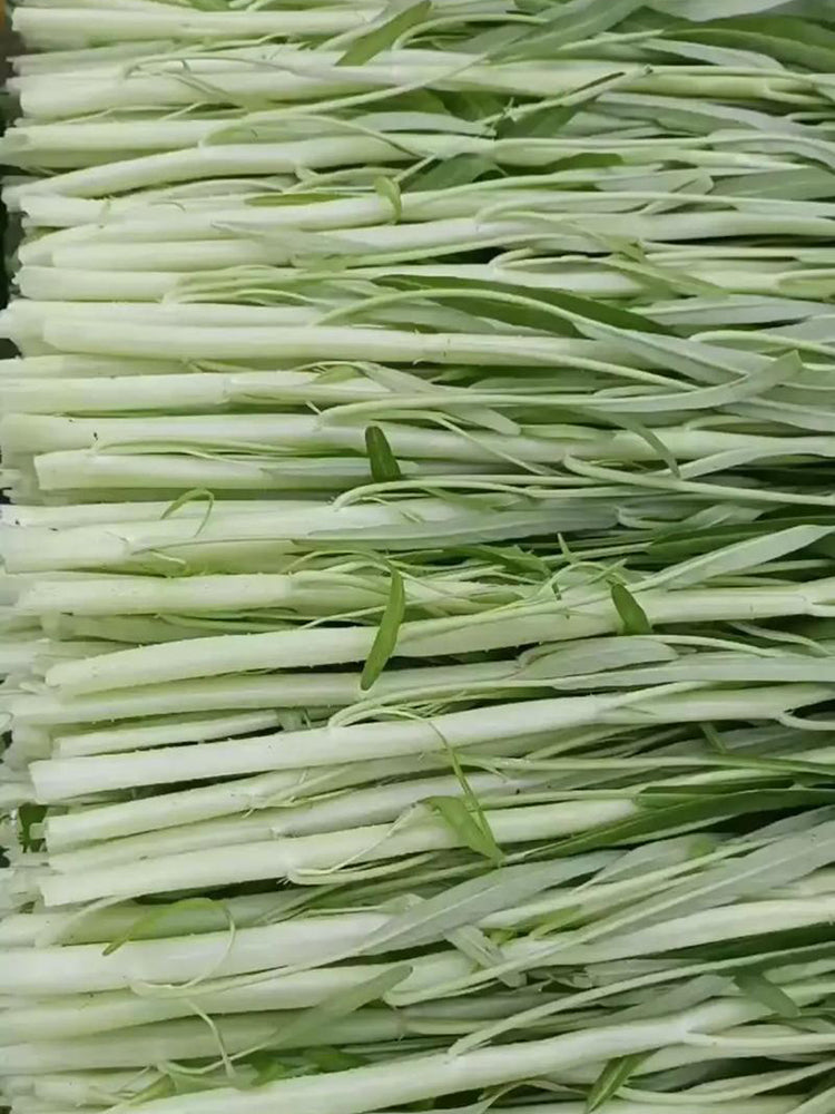 'JieMei' White-Stemmed Water Spinach