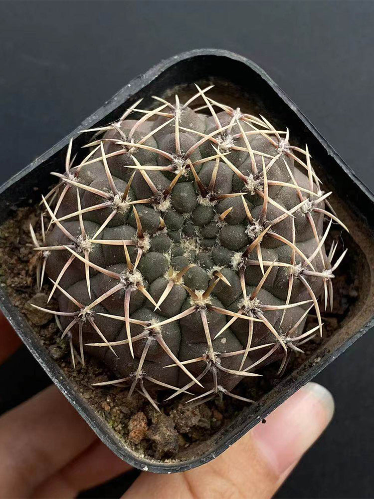 Gymnocalycium quehlianum