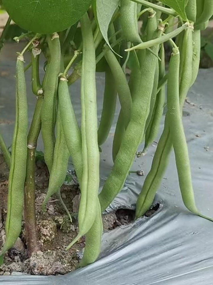 'Jiemei No. 8' Bush Bean