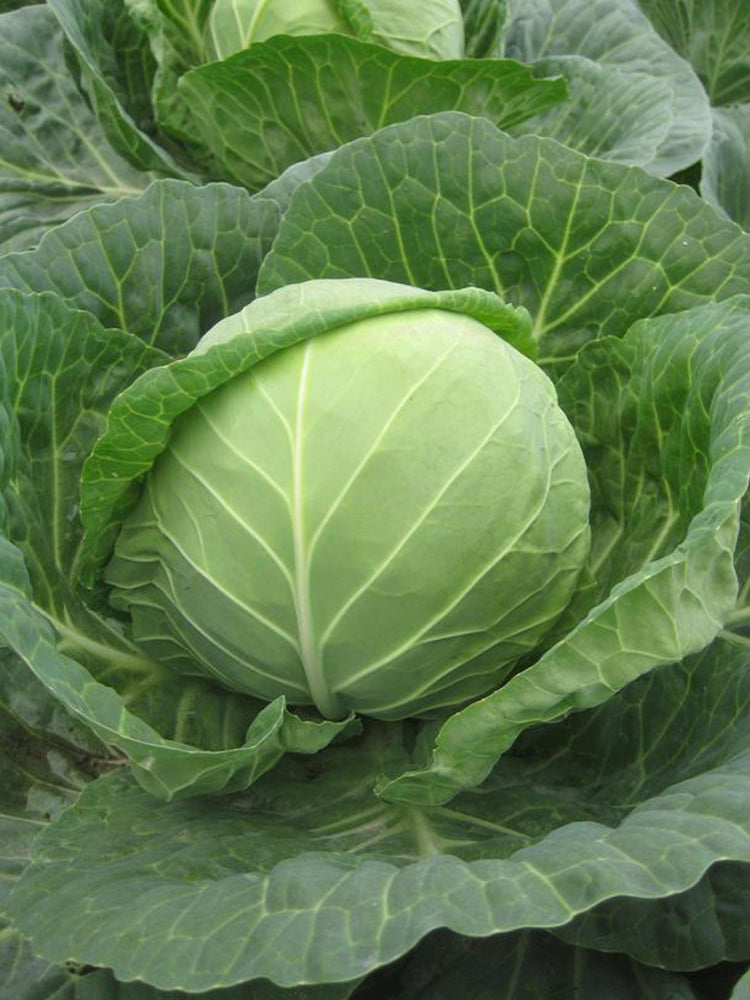 Cuixiaoluo Round Cabbage