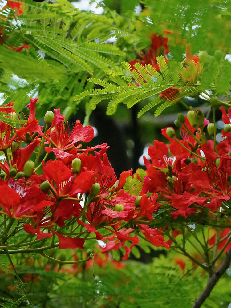 Royal Poinciana