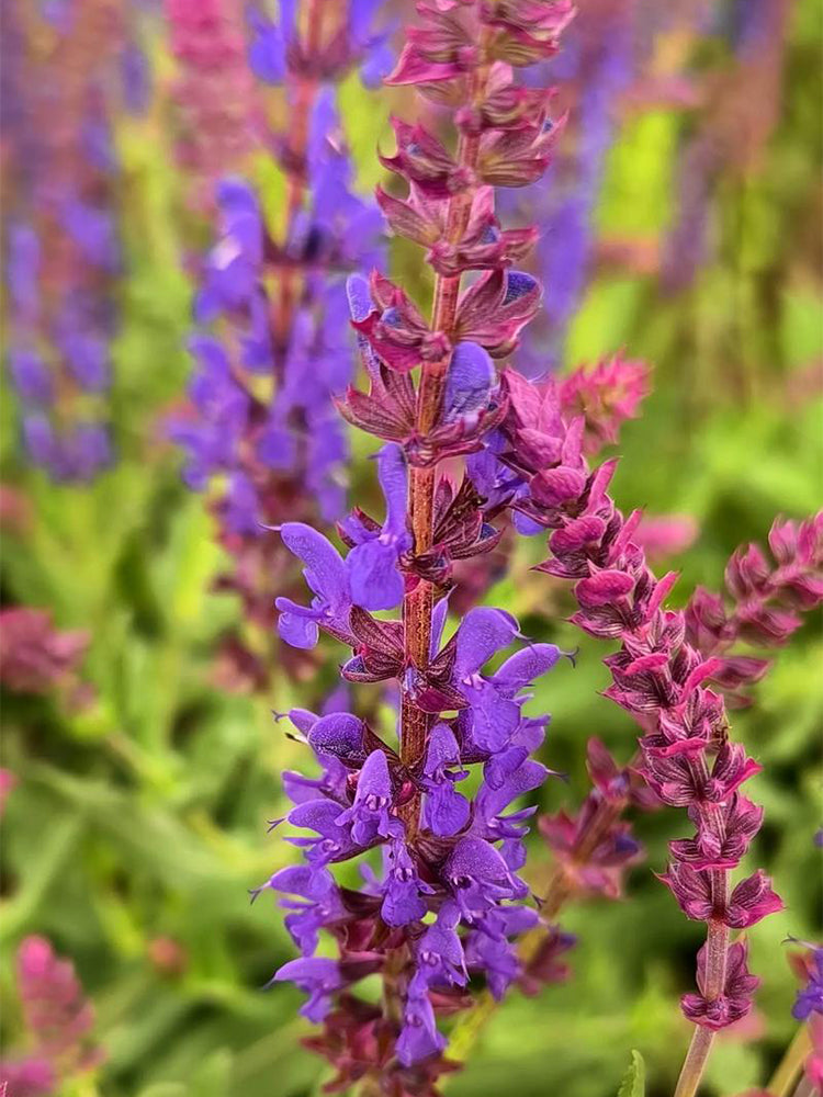 Hezhichun Woodland Sage