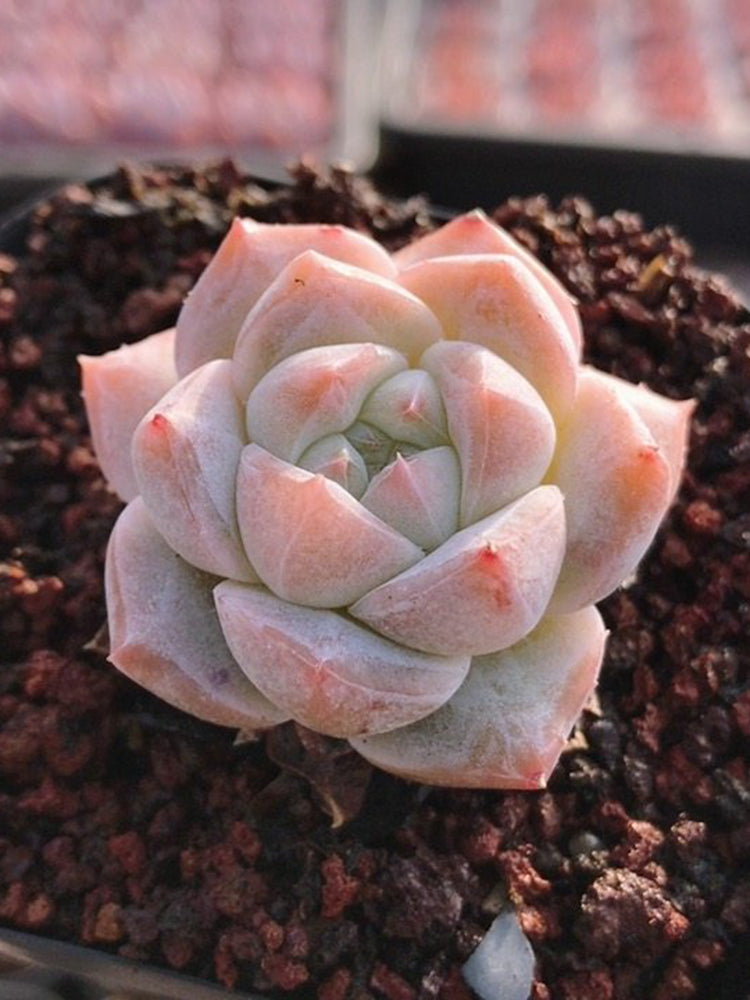 Echeveria cv. 'Pink Diamond'