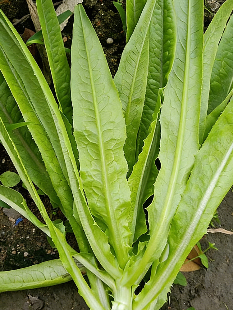 Nongyan Pointed-Leaf Romaine Lettuce