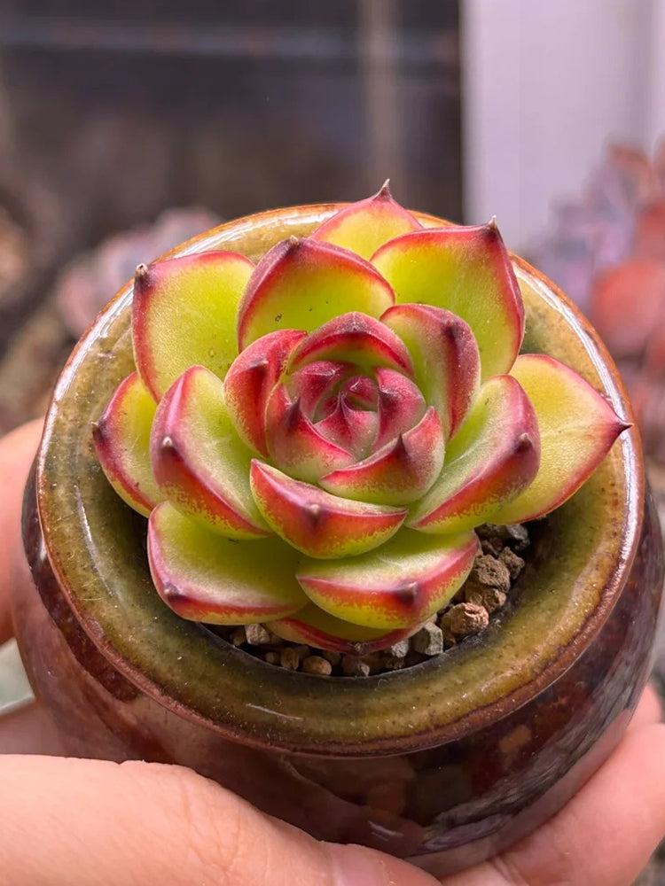 Echeveria cv. 'Gilva'