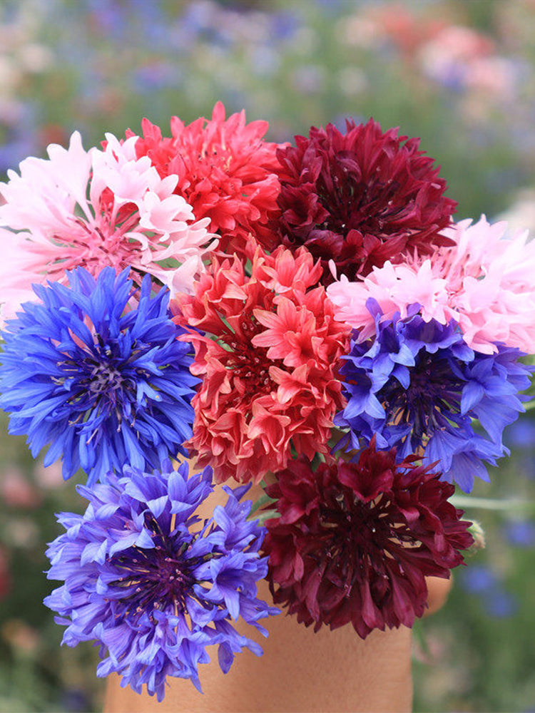Hezhichun Mixed Color Cornflower