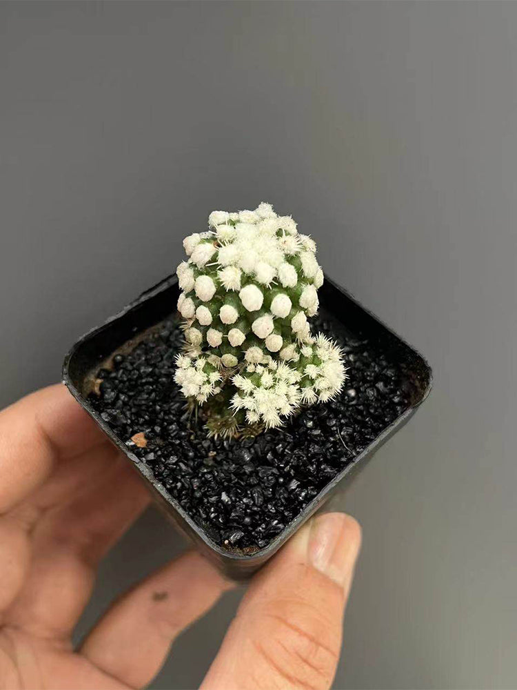 Mammillaria gracilis 'Arizona Snowcap'