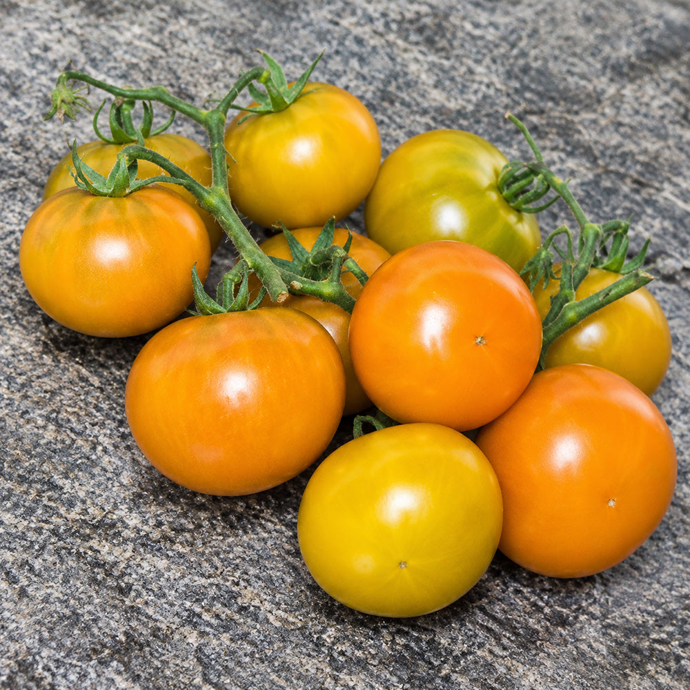 66 Dwarf Soul Patch Tomato