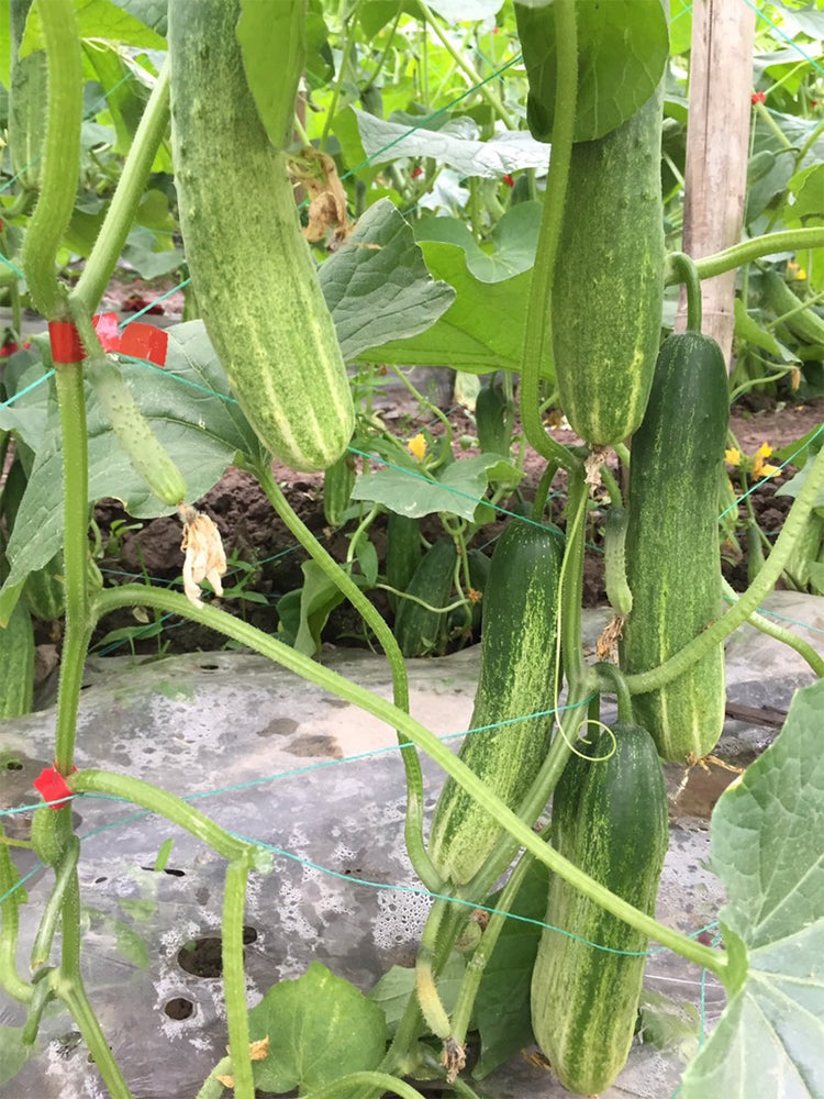 'Yanbai No.7' Long Green-and-white Cucumber Hybrid