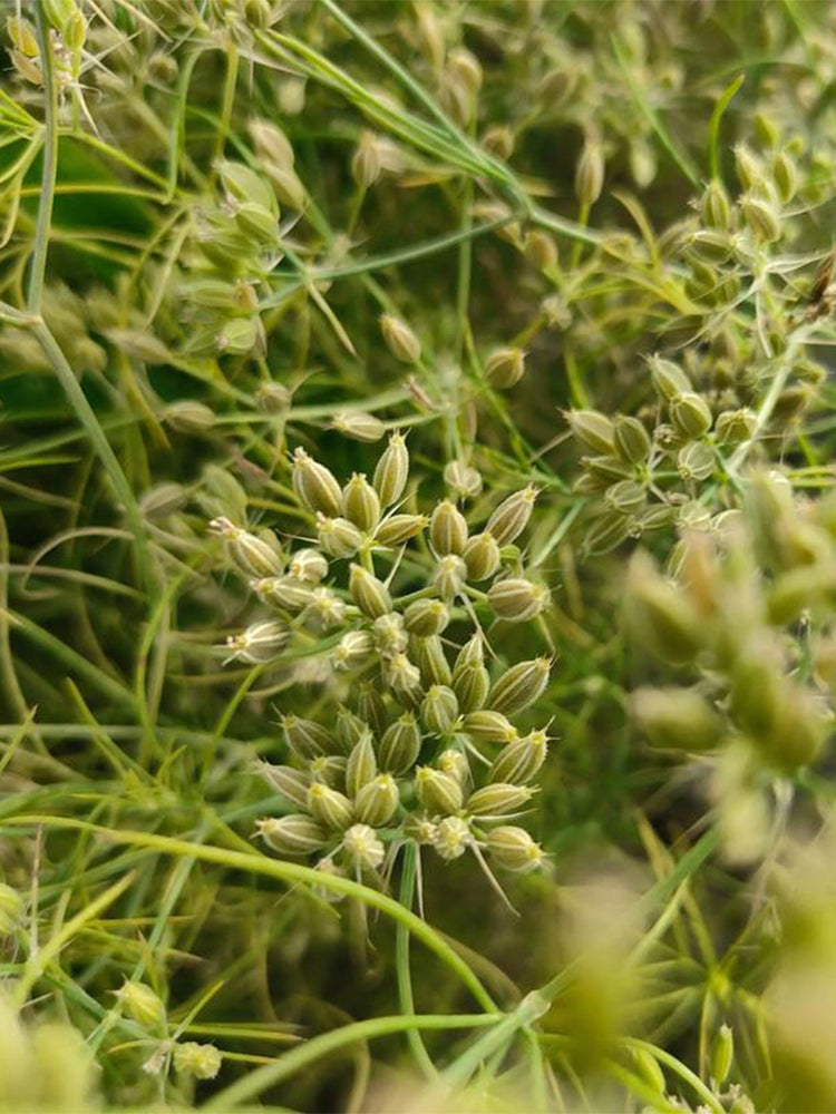 Cumin