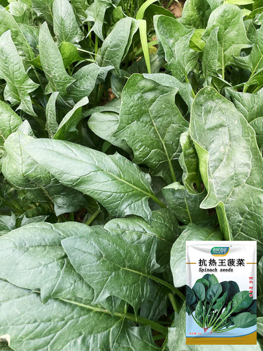 'Heat-Tolerant King' Spinach