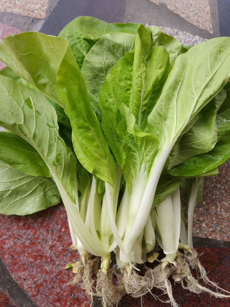 'Chiye No.6' Pak Choi