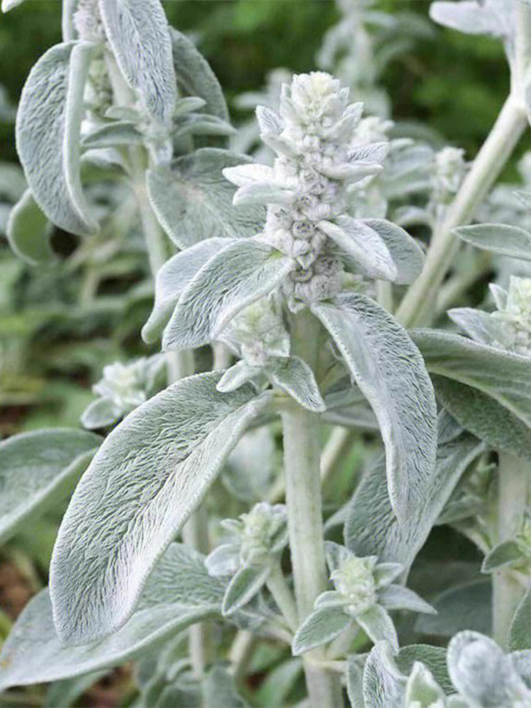 Lamb's Ear