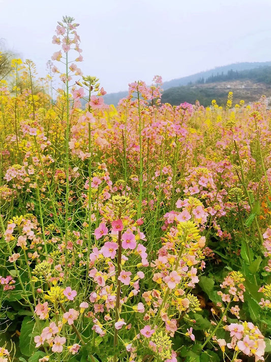 Rainbow Rapeseed
