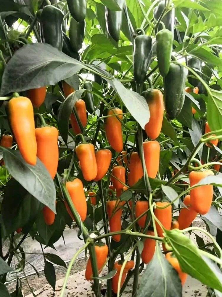 Mixed Color Fruit Pepper