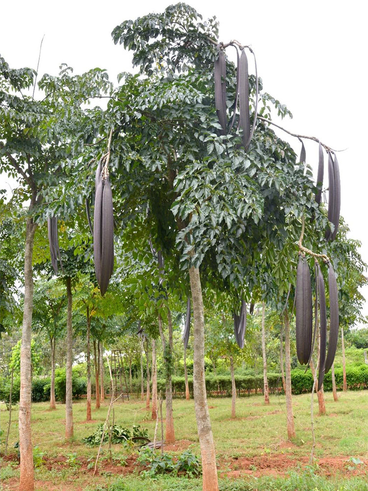 Oroxylum indicum