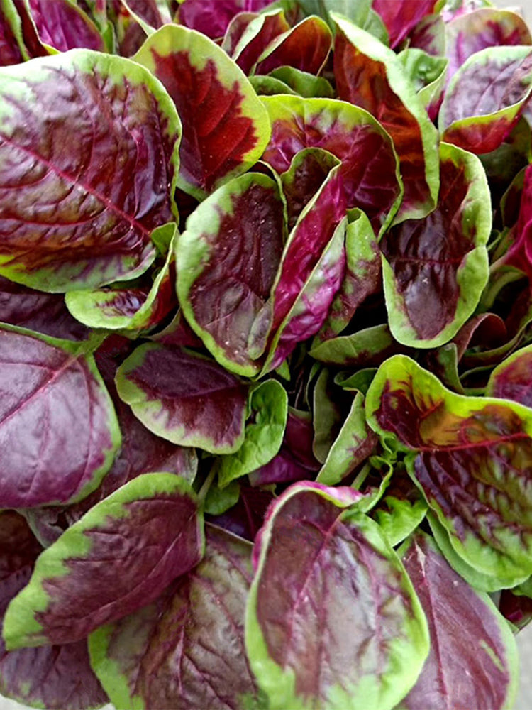 Red-Green Round-leaf Amaranth
