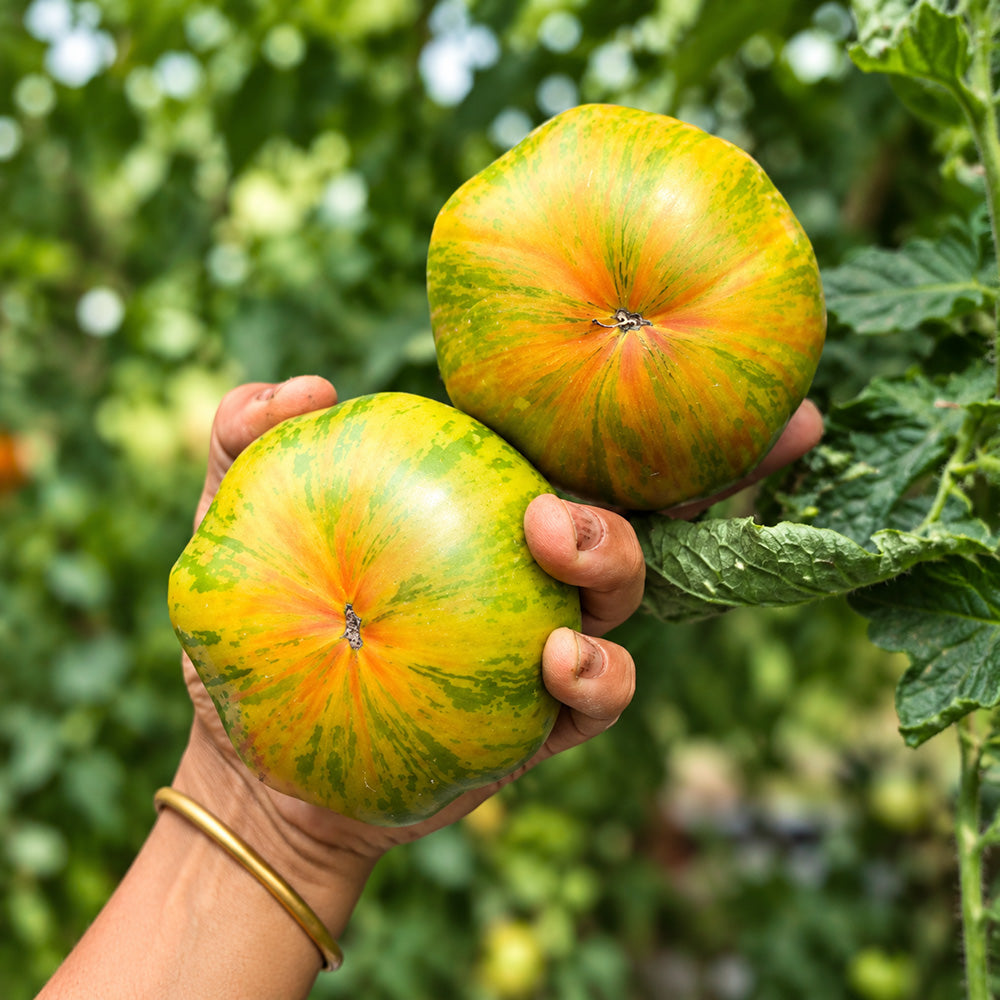 86 Green Copia Tomato