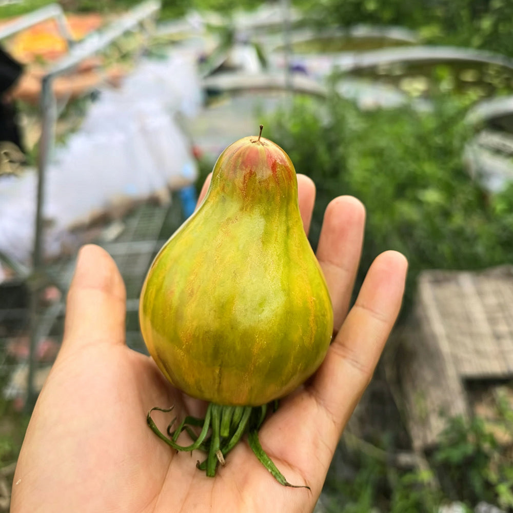 804 Emerald Caramel F6 Tomato