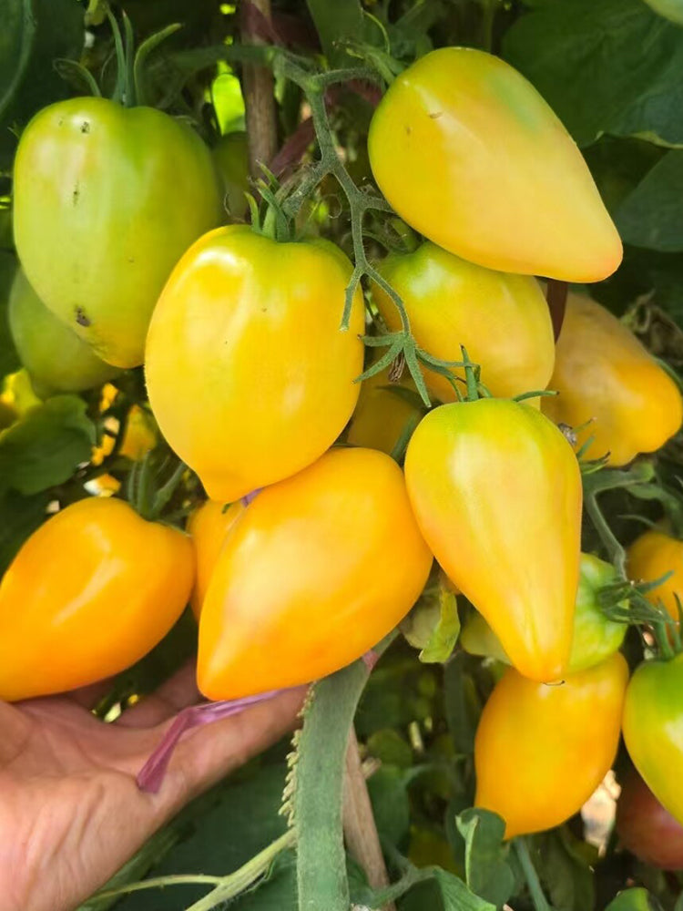 1062 Texas Venus Heart Tomato