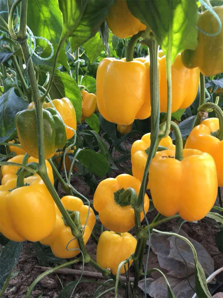 Yellow Bell Peppers (Capsicum annuum)