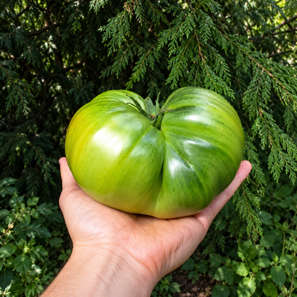 367 Absinthe Tomato