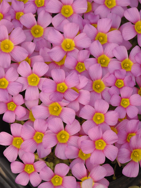 Oxalis obtusa Series Bulb - 'Deep Lilac'