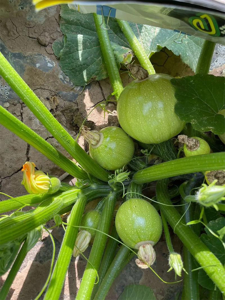 Green Pearl Zucchini
