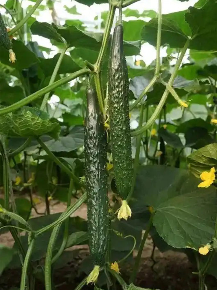 Fuyang Spiny Cucumbers