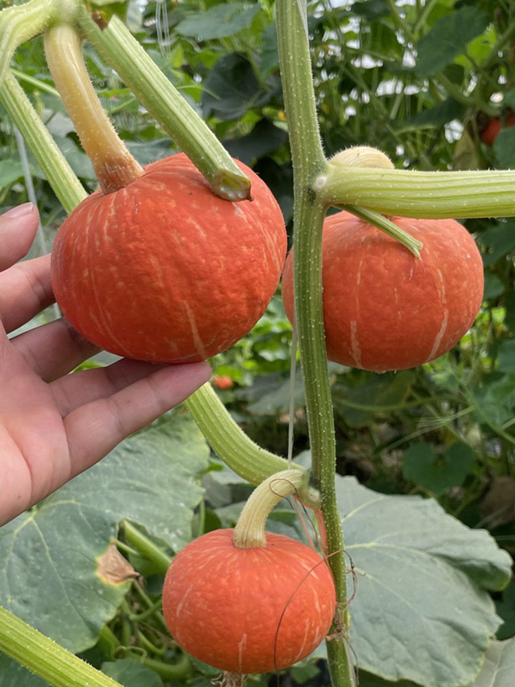 Red BeiBei Pumpkin