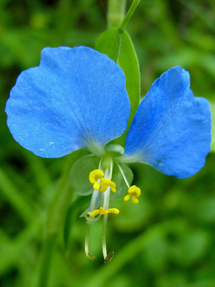 Asiatic Dayflower