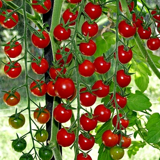 628 Super Sweet 100 VF Hybrid Tomato