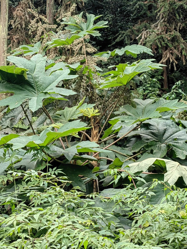 Rice Paper Plant