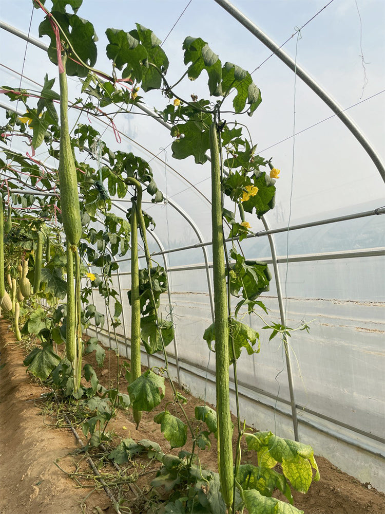 Giant No.1 Extra-long Luffa