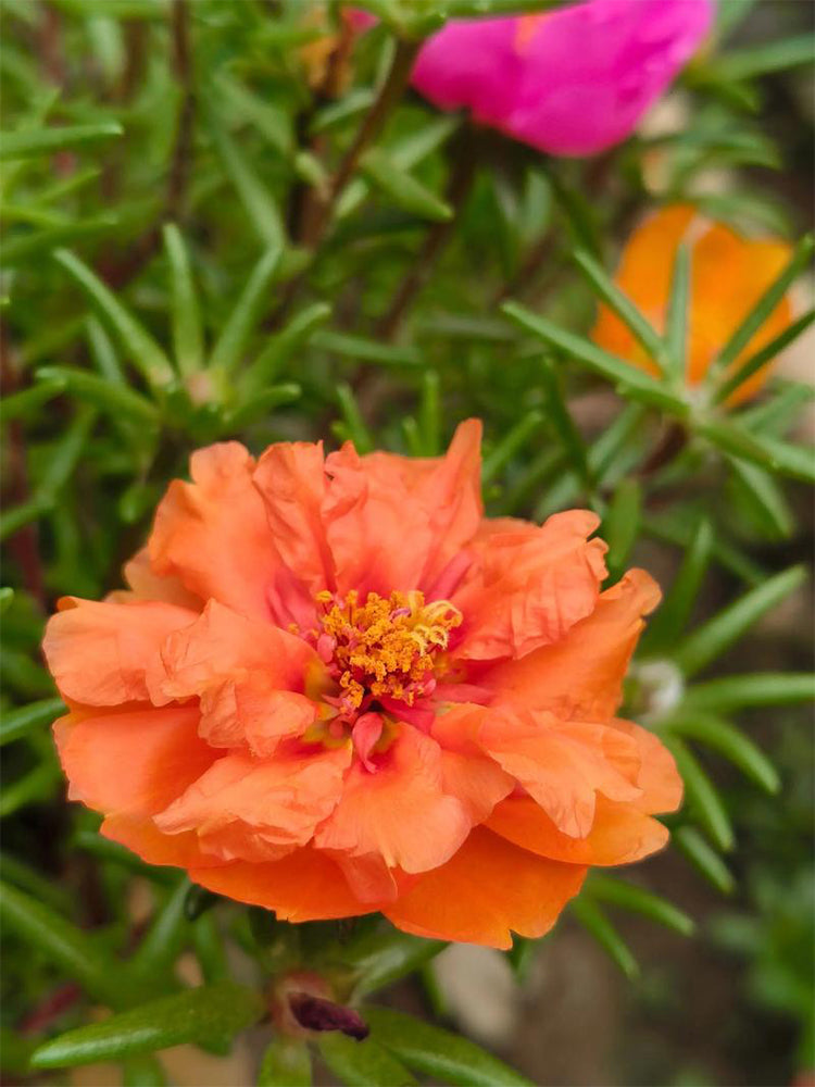 Hezhichun Orange Moss-Rose Purslane