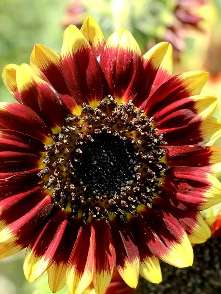 'Sunset Glow' Ornamental Sunflower