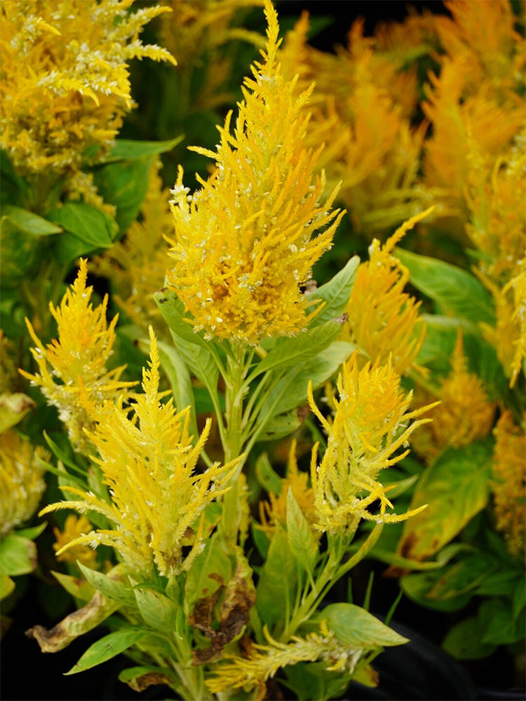 Hezhichun Yellow Feathered Cockscomb