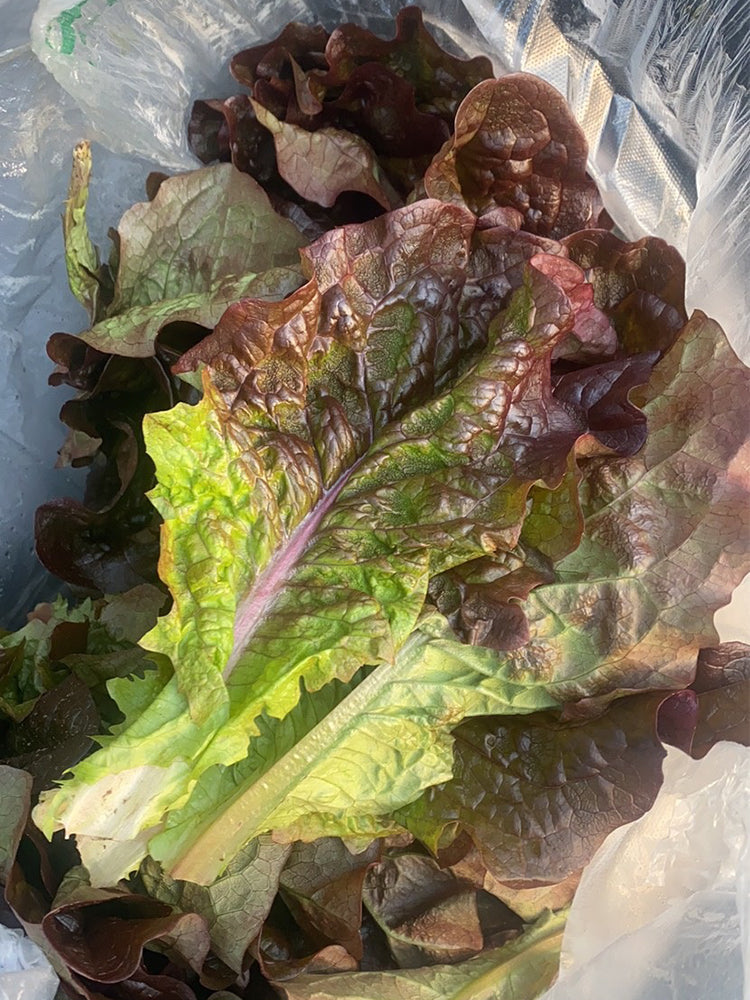Red Loose-leaf Lettuce