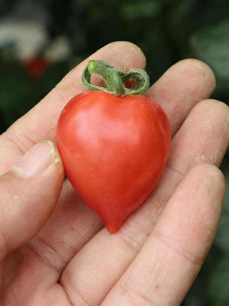 'Jingfan Fenxing No.2' Tomato
