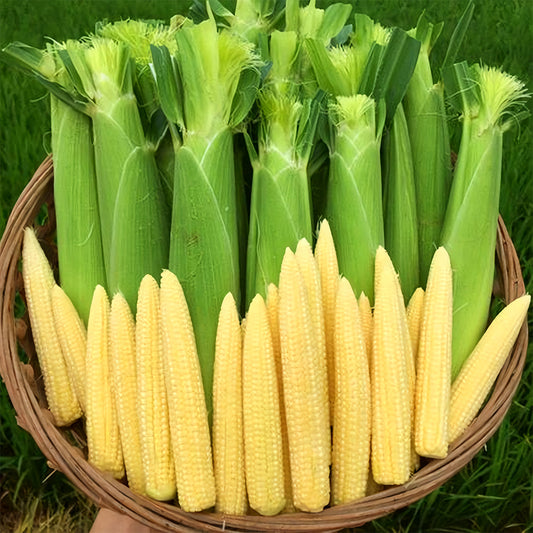 Take Your Crop to the Next Level: 50 F1 Sweet Baby Corn Seeds