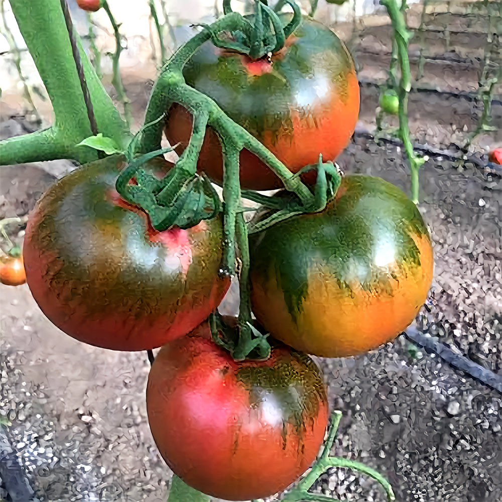 Flavor Explosion: 5 Bags (100 Seeds / Bag) of 'Strawberry Fruit' Tomatoes
