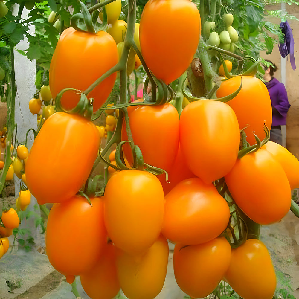 Glowing Gold: 5 Bags (200 Seeds / Bag) of 'Yellow Saint' Cherry Tomatoes