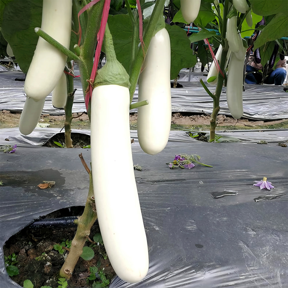 5 Bags (300 Seeds/Bag) of White Long Eggplant Seeds