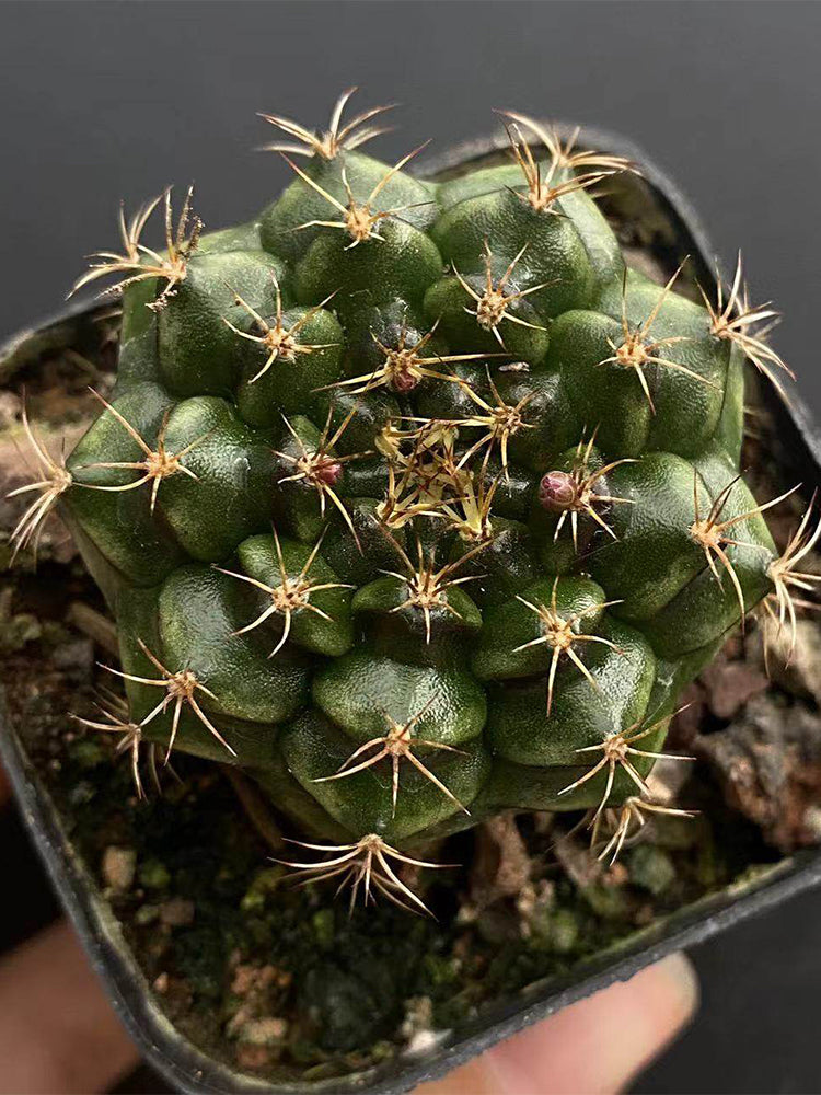 'Lishe Peony' Live Cactus