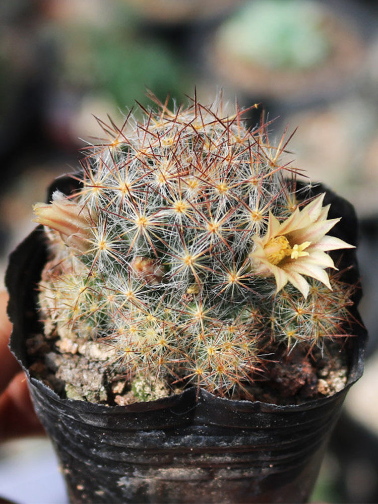 Mammillaria prolifera