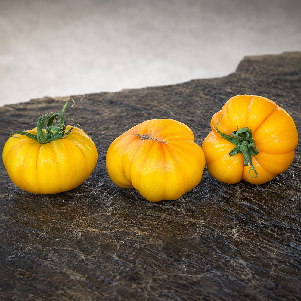 654 Wilthyme Bi-Color Tomato