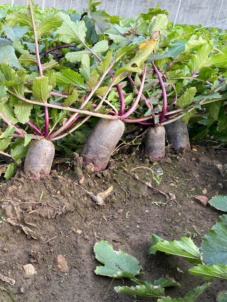 Rock Sugar Heart Purple Skin Fruit Radish